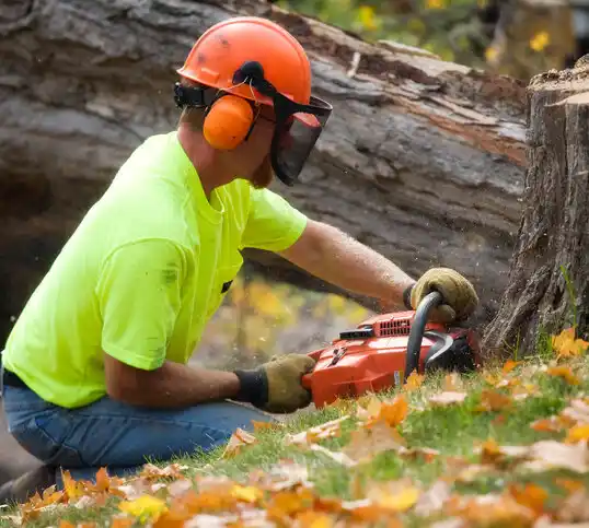 tree services Fallston